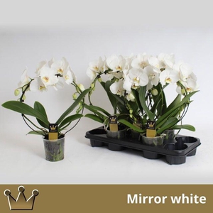 PHAL MIRROR WHITE 2 TAK