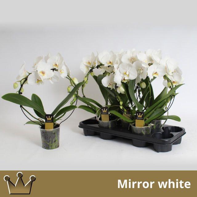 <h4>PHAL MIRROR WHITE 2 TAK</h4>