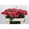 Dahlia Salmon Runner