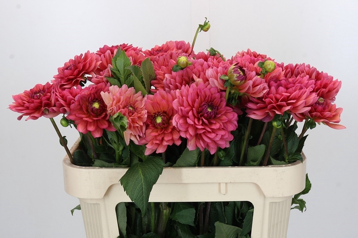 <h4>Dahlia Salmon Runner</h4>