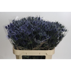 Eryngium Blue Dynamite