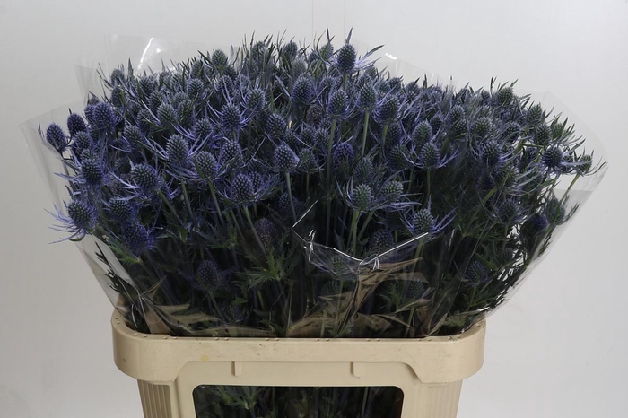 <h4>Eryngium Blue Dynamite</h4>