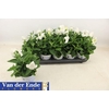arr8 Platyco Gr Pst White