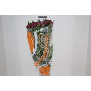 ALSTROEMERIA NAPOLI 080 CM