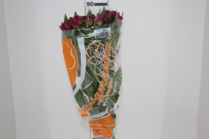 <h4>ALSTROEMERIA NAPOLI 080 CM</h4>