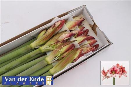 <h4>Hipp Showmaster</h4>