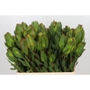 Leucadendron Laurel Yellow Spray
