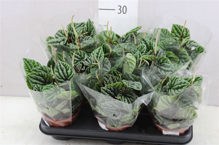 <h4>Peperomia Special</h4>
