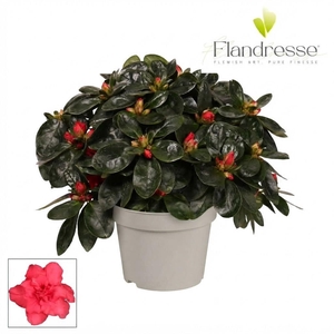 Azalea Flandresse® 'rood' 22 - 25 cm