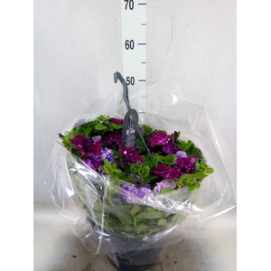 Petunia  'Surfinia'   ...