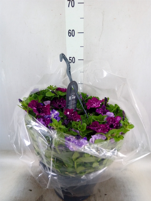<h4>Petunia  'Surfinia'   ...</h4>