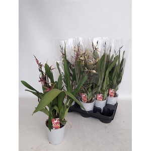 BRASSIA SUMMER DREAM