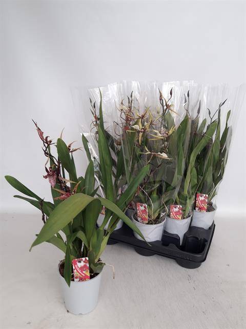 <h4>BRASSIA SUMMER DREAM</h4>