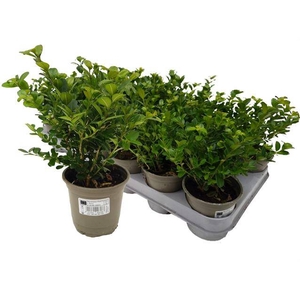 Buxus sempervirens 9Ø 26cm 12Ø