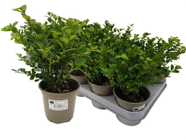 Buxus sempervirens 9Ø 26cm 12Ø