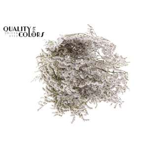Limonium Tataricum per bunch Natural