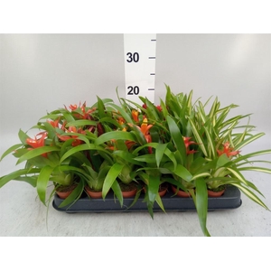 Bromelia   ...mix