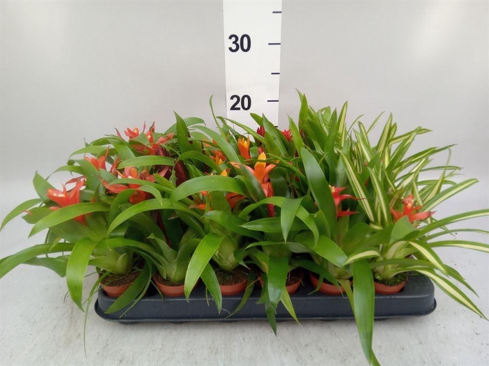 <h4>Bromelia   ...mix</h4>