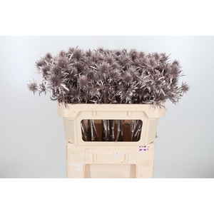 Eryn Supernova Kl Bh Champagne