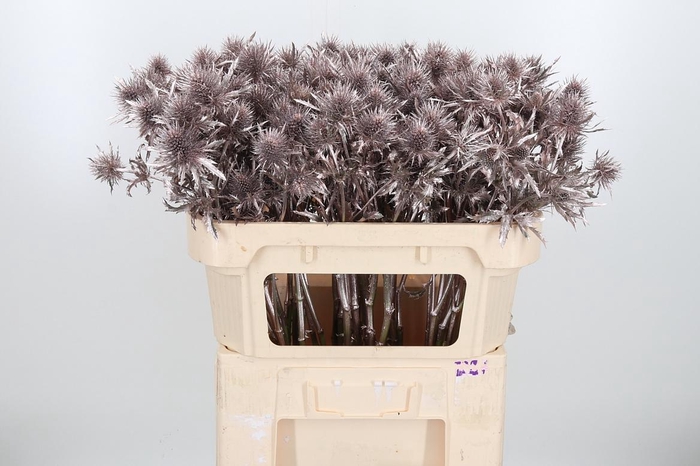 <h4>Eryn Supernova Kl Bh Champagne</h4>