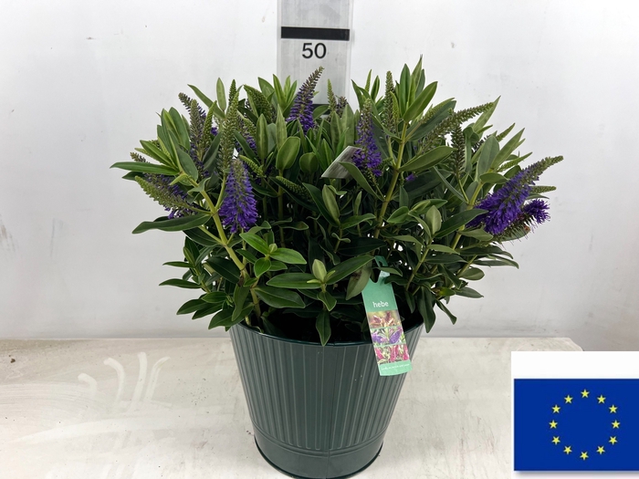 <h4>ARR TUINPLANTEN</h4>