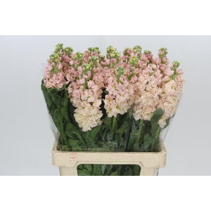 Matthiola Iron Apricot