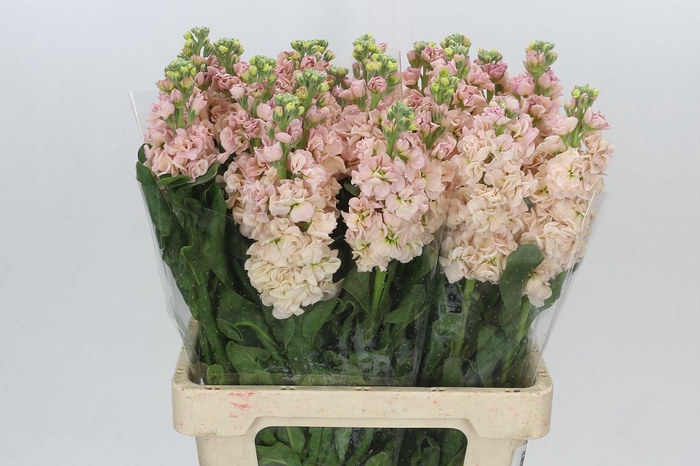 <h4>Matthiola Iron Apricot</h4>