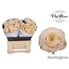 R GR DARLINGTON x20