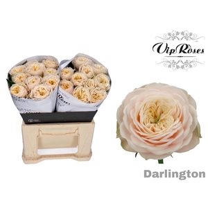 R GR DARLINGTON