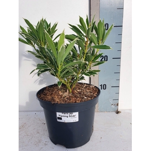 Pieris Japonica 'Flaming Silver'