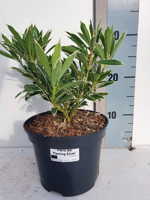 <h4>Pieris Japonica 'Flaming Silver'</h4>