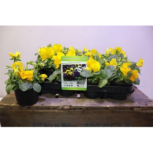 Vio F1 Hybr Yellow