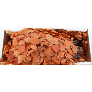 PF BEECH LEAFS ORANGE BS 150GR