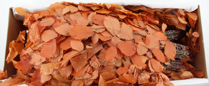 <h4>PF BEECH LEAFS ORANGE BS 150GR</h4>