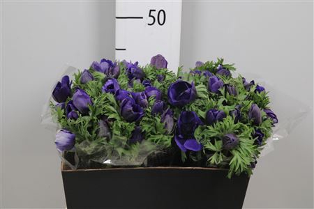 <h4>Anem Co Galil Blauw</h4>