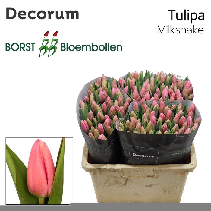 <h4>Tulipa si milkshake</h4>