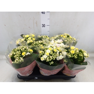 Kalanchoe blos. 'Deco Tweed'