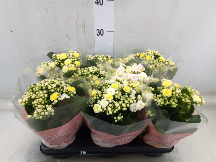 <h4>Kalanchoe blos. 'Deco Tweed'</h4>