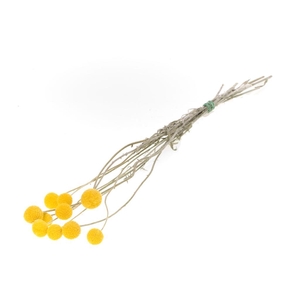 Craspedia Extra 10pc Natural Yellow