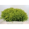 Solidago Tara Gold Buiten