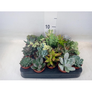 Succulents   ...