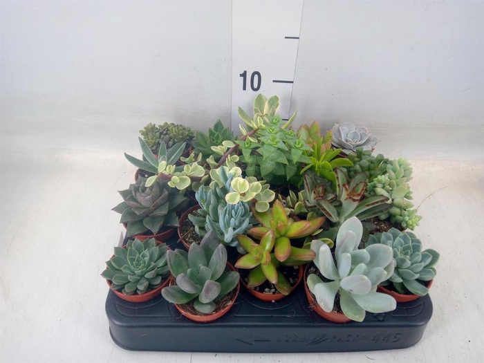 <h4>Succulents   ...</h4>