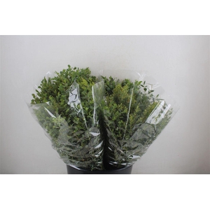 Euca Parvifolia Short 150gr P Bunch