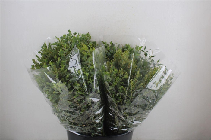 <h4>Euca Parvifolia Short 150gr P Bunch</h4>