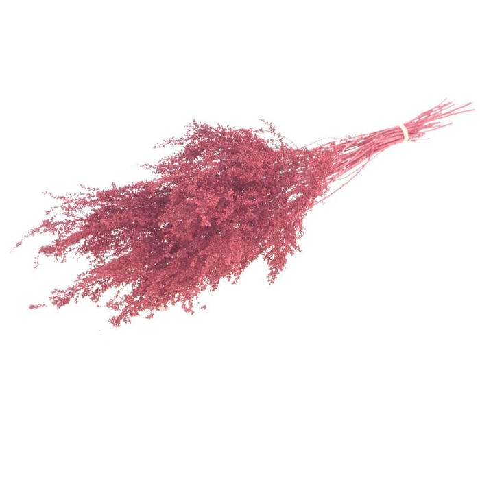 <h4>Solidago plant pink</h4>