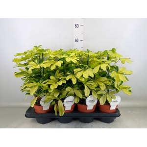 Schefflera arbor. 'Melanie'