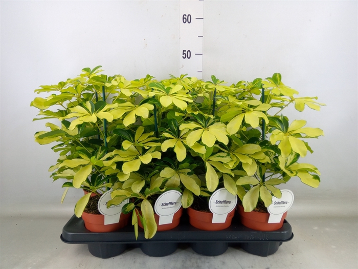 <h4>Schefflera arbor. 'Melanie'</h4>