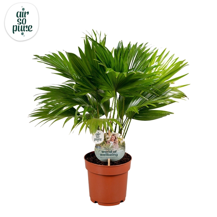 <h4>Livistona rotundifolia 14cm"Disc Etiket Air So Pure</h4>