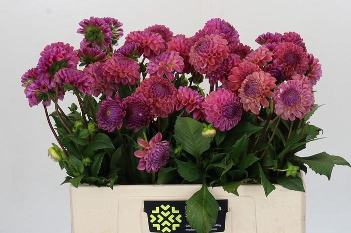 <h4>Dahlia Caitlin's Joy</h4>