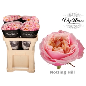 R GR NOTTING HILL